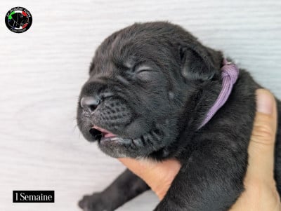 Les chiots de Cane Corso