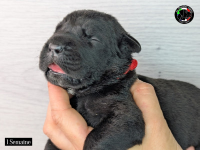 Les chiots de Cane Corso