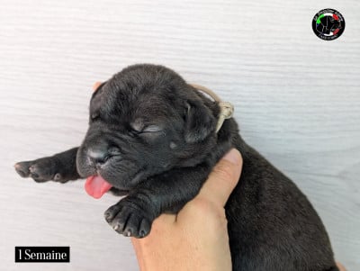 Les chiots de Cane Corso