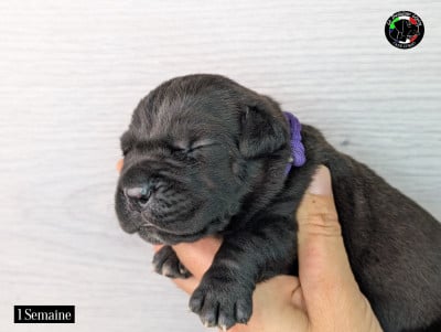 Les chiots de Cane Corso