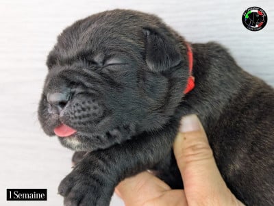 Les chiots de Cane Corso