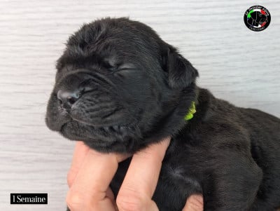 Les chiots de Cane Corso