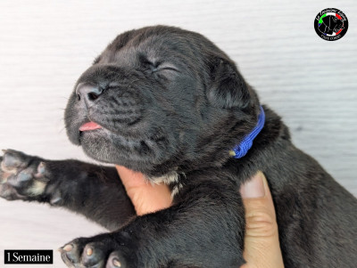 Les chiots de Cane Corso