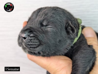 Les chiots de Cane Corso