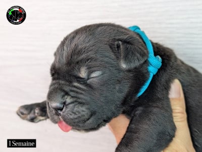 Les chiots de Cane Corso