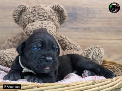 Les chiots de Cane Corso