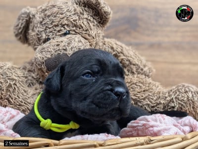 Les chiots de Cane Corso