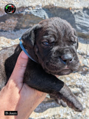 Les chiots de Cane Corso