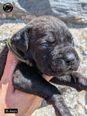 Les chiots de Cane Corso