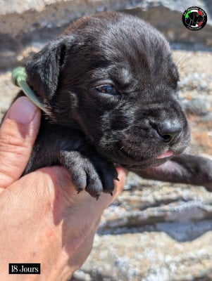 Les chiots de Cane Corso
