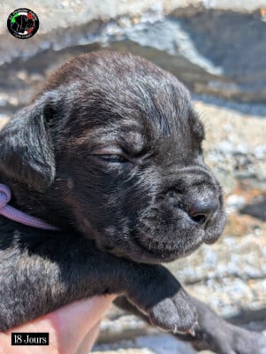 Les chiots de Cane Corso