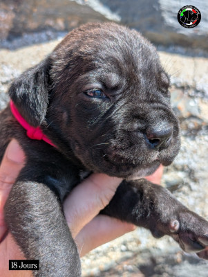 Les chiots de Cane Corso