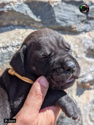 Les chiots de Cane Corso