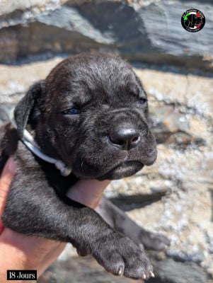 Les chiots de Cane Corso