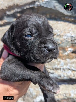 Les chiots de Cane Corso