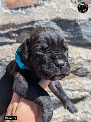 Les chiots de Cane Corso