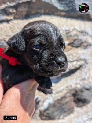 Les chiots de Cane Corso