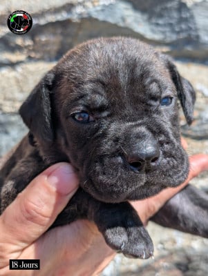Les chiots de Cane Corso
