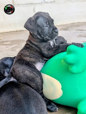 Les chiots de Cane Corso