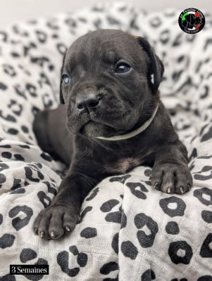 Les chiots de Cane Corso