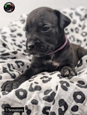 Les chiots de Cane Corso