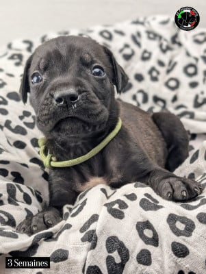 Les chiots de Cane Corso