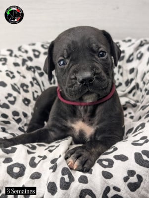Les chiots de Cane Corso