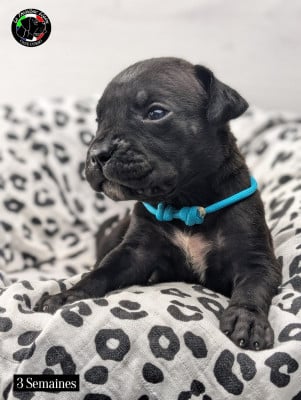 Les chiots de Cane Corso