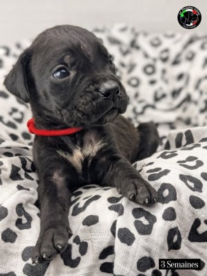 Les chiots de Cane Corso