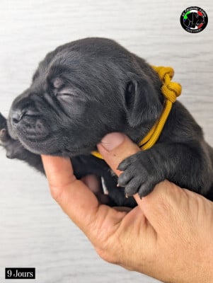 Les chiots de Cane Corso