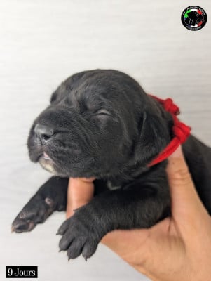 Les chiots de Cane Corso
