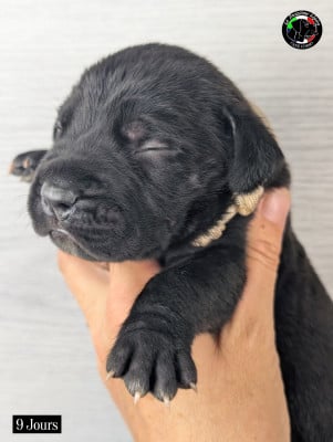 Les chiots de Cane Corso