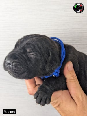 Les chiots de Cane Corso