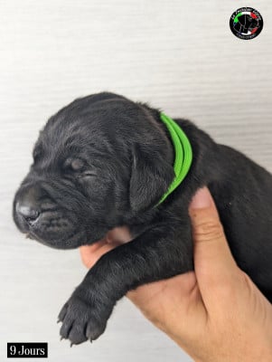 Les chiots de Cane Corso