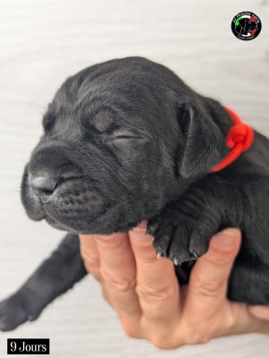 Les chiots de Cane Corso