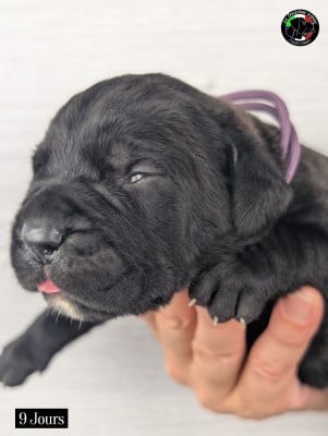 Les chiots de Cane Corso