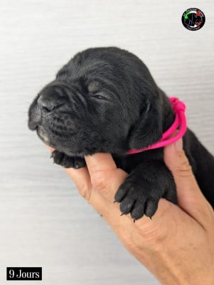 Les chiots de Cane Corso