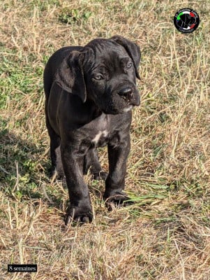 Les chiots de Cane Corso