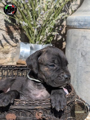 Les chiots de Cane Corso
