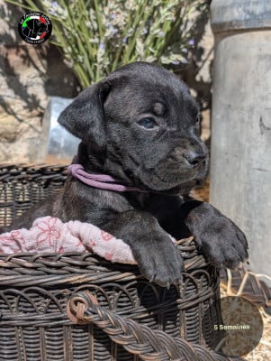 Les chiots de Cane Corso