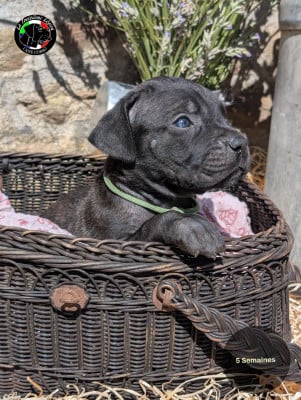 Les chiots de Cane Corso