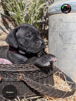 Les chiots de Cane Corso