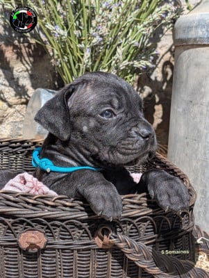 Les chiots de Cane Corso