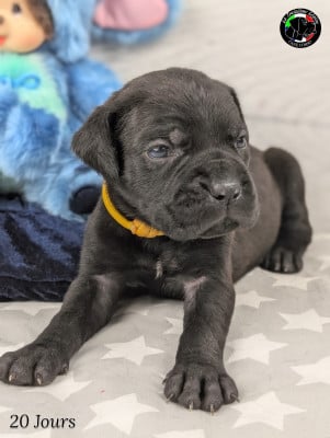Les chiots de Cane Corso