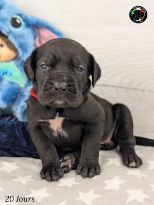 Les chiots de Cane Corso