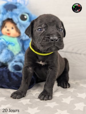 Les chiots de Cane Corso