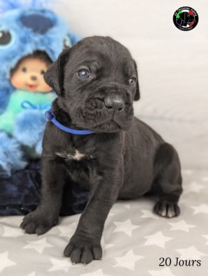 Les chiots de Cane Corso