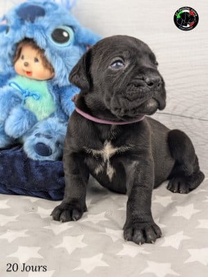 Les chiots de Cane Corso