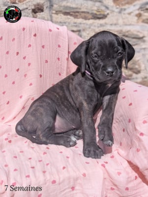 Les chiots de Cane Corso