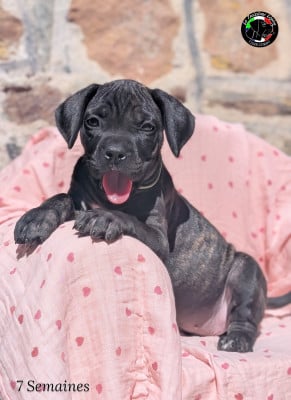 Les chiots de Cane Corso